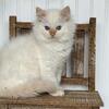 Beautiful TICA  Ragdoll kittens available now  (transport options)