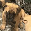 Boerboel Pups Pups For Your Consideration!