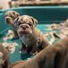 English bulldog male