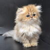 Golden Persian Kittens-CFA-Green Eyes