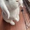 Friendly Holland lop for sale (male/neutered)