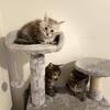 Tica registered Mainecoon kittens