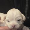SOLD - Malshi Puppy!