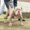 American Bully