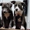 3 females Blue-Nose American Pitbull Terrier Puppies $400 each Norfolk, Virginia