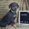 Gorgeous Doberman Puppies!