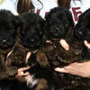German shepherd puppies