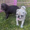 Akc pug puppies 