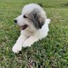 Great Pyrenees and Anatolian Shepherd mix pup
