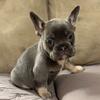 Female French Bulldog