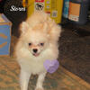 Sweet Pomeranian Storm