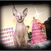 12 week old female sphynx super playfull