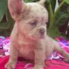 French bulldog male female fluffy merle standard