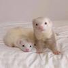  Adorable ferrets bring endless joy and furry