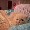 Persian kitten ( Flat Face) 