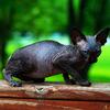 Hairless Sphynx Elf Bambino & Dwelf Kittens - Available Now