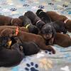 AKC EUROPEAN DOBERMAN PUPPIES