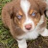 Australian Shepherd puppies  Standard Sz. Aussies Purebred AKC Fla.