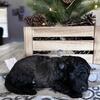 Mini Goldendoodle puppies
