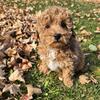 Cavapoo 