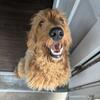 Large Golden Doodle Puppy