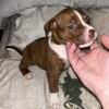 Pitbull Pup Male Bali
