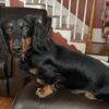Longhair Miniature Dachshund Stud