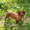 Red Male Dachshund (weiner dog)