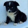 Mini Aussie puppies 