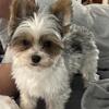 Party Yorkie stud