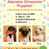 🐶 Adorable Chiweenie Puppies Ready for Loving Homes! 🐾