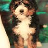 Bernedoodle puppies - Tri colors  Www.fennelkennels.com