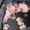 Sphynx dwelf elf kittens 