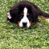 Bernese Mountain  Dog Pup Australian Mountain  Dog Puppy