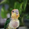 Handfed Male Caique Baby