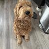 Rehome Goldendoodle Luna