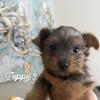 Yorkie puppies toy size babies
