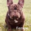 French Bulldogs Rehoming 