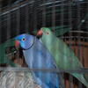 Male Violet Indian Ring Neck Parrot