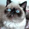 3Hearts Persians & Exotics - exotic shorthair kittens due soon