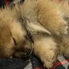 Pomeranian Puppies For Sale