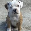 American Bulldog puppies