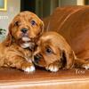 Gorgeous Cavoodle Puppies, Adelaide Hills SA, registered breeder