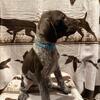 German shorthaired pointer puppies