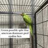 Breeder indian ringneck (sold)