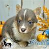AKC registered, health tested PEMBROKE WELSH CORGIS