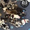 Great Dane Puppies