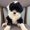 Sheepadoodle Puppies