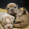 American Bully Puppies coming soon