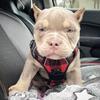 Lilac Tri pocket Bully puppies! Must see!! 